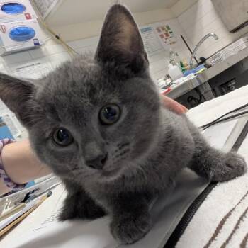 Travis -  Domestic Short Hair Cat for Adoption in Pittsburgh, Pennsylvania - Travis | PetCurious