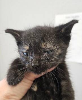 Beverly -  Domestic Short Hair Cat for Adoption in Lafayette, Indiana - Beverly | PetCurious