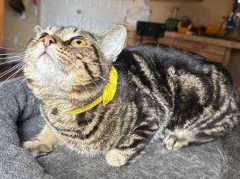 Domestic Short Hair Cats Available for Adoption - Devo | PetCurious