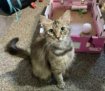 Sylvia -  Tabby Cat for Adoption in Burnaby, British Columbia - Sylvia | PetCurious