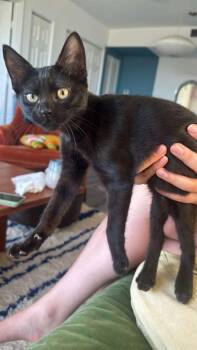 Rescue Domestic Short Hair Cats for Adoption in Miami, Florida - Widow | PetCurious