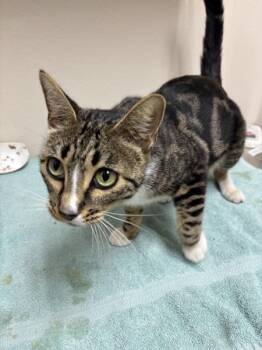 Lorde -  Domestic Short Hair Cat for Adoption in Sherwood, Oregon - Lorde | PetCurious