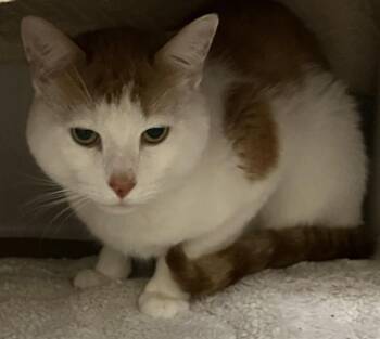 CARAMEL -  Domestic Short Hair Cat for Adoption in Boston, Massachusetts - CARAMEL | PetCurious