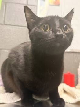 Rescue Domestic Short Hair Cats for Adoption in Fort Worth, Texas - Binx | PetCurious