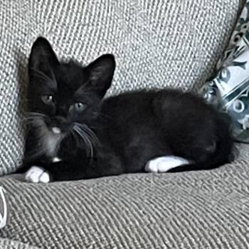 Visionary Vinny 13 -  Domestic Short Hair Cat for Adoption in Austin, Texas - Visionary Vinny 13 | PetCurious