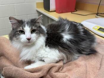 TWITCH -  Domestic Short Hair Cat for Adoption in Colorado Springs, Colorado - TWITCH | PetCurious