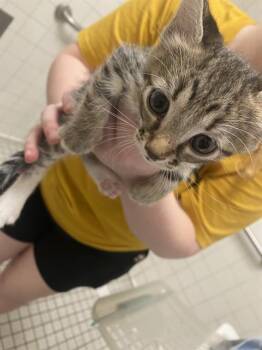 TOULOUSE -  Domestic Short Hair Cat for Adoption in Dallas, Texas - TOULOUSE | PetCurious