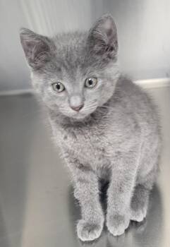 Nf 21 Willow -  Domestic Short Hair Cat for Adoption in Lawrenceville, Georgia - Nf 21 Willow | PetCurious