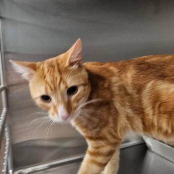 Urkel -  Domestic Short Hair Cat for Adoption in Greensboro, North Carolina - Urkel | PetCurious