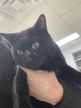 Domestic Short Hair Cats Available for Adoption - MAXIMUS | PetCurious