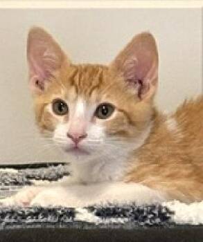 Ducky -  Domestic Short Hair Cat for Adoption in Lafayette, Louisiana - Ducky | PetCurious