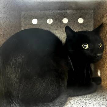 Domestic Short Hair Cats Available for Adoption in Lufkin, Texas - Bagheera | PetCurious