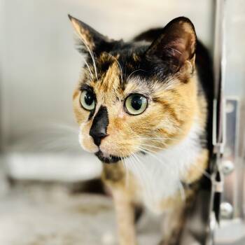 Puzzle -  Domestic Short Hair Cat for Adoption in Jackson Township, New Jersey - Puzzle | PetCurious