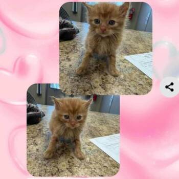 Domestic Medium Hair Cats Available for Adoption - Milo In Taneytown, MD | PetCurious