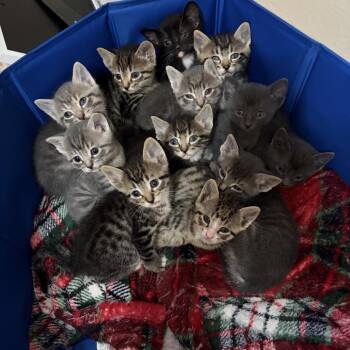 Domestic Short Hair Cats Available for Adoption - Mirtha | PetCurious