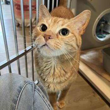 Domestic Short Hair Cats Available for Adoption in Salisbury, Massachusetts - Drake | PetCurious