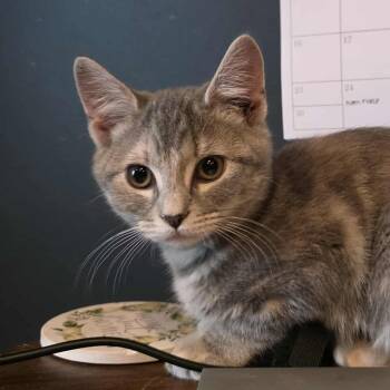 Rescue Torbie and Domestic Short Hair Cats for Adoption in Shippenville, Pennsylvania - Tomatillo A.k.a. Tomi | PetCurious