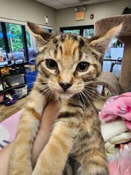Domestic Short Hair Cats Available for Adoption in Seneca, South Carolina - Susie $75 | PetCurious