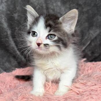 Mustachio -  Domestic Medium Hair Cat for Adoption in Huntsville, Alabama - Mustachio | PetCurious