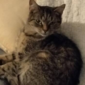 Lucy -  Domestic Short Hair Cat for Adoption in Scituate, Massachusetts - Lucy | PetCurious