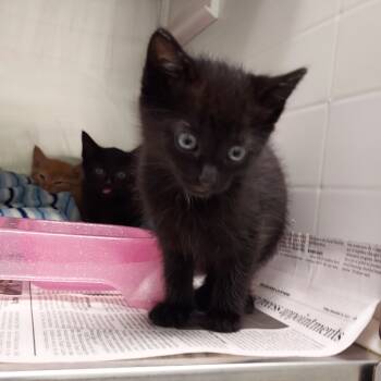 Rescue Domestic Short Hair Cats for Adoption in Chattanooga, Tennessee - Poe | PetCurious