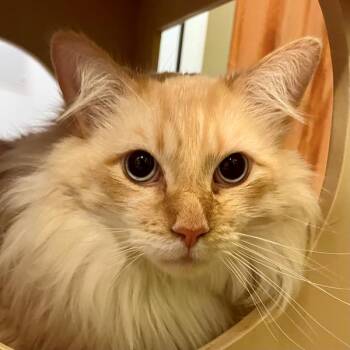 Domestic Long Hair Cats Available for Adoption - Cub | PetCurious