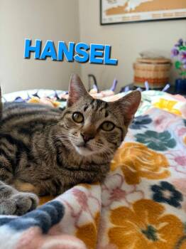 Domestic Short Hair Cats Available for Adoption - Hansel | PetCurious