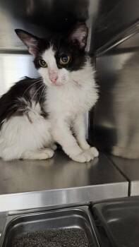 A534752 -  Domestic Long Hair Cat for Adoption in St. Peters, Missouri - A534752 | PetCurious