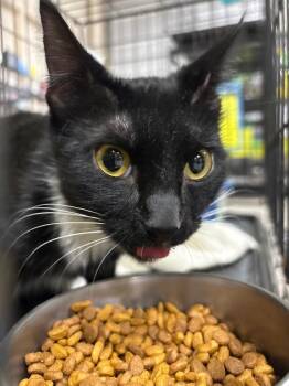 Domestic Short Hair Cats Available for Adoption in Corpus Christi, Texas - Ringmistress | PetCurious