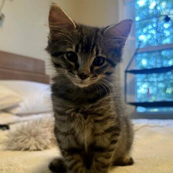 Mitchell -  Domestic Short Hair Cat for Adoption in Peachtree City, Georgia - Mitchell | PetCurious