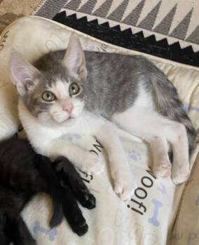 Key Largo -  Domestic Short Hair Cat for Adoption in Tucson, Arizona - Key Largo | PetCurious