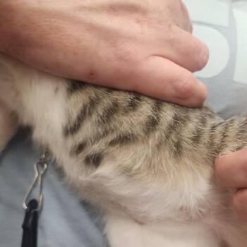 Farrah -  Domestic Short Hair Cat for Adoption in Evensville, Tennessee - Farrah | PetCurious