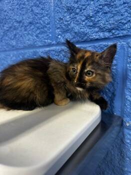 Scarlet -  Domestic Medium Hair Cat for Adoption in Logan, Utah - Scarlet | PetCurious