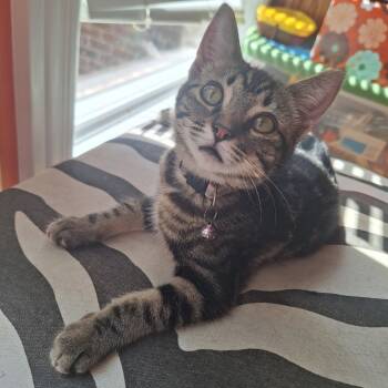 Rescue Domestic Short Hair Cats for Adoption in Brownsboro, Alabama - Jim | PetCurious