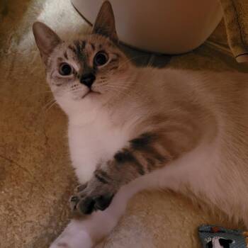 Emma -  Siamese Cat for Adoption in Spokane, Washington - Emma | PetCurious