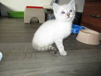 SUNSHINE -  Domestic Short Hair Cat for Adoption in Kent, Washington - SUNSHINE | PetCurious