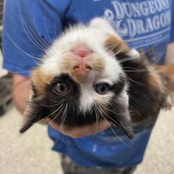 Little Lady -  Domestic Short Hair Cat for Adoption in Port Charlotte, Florida - Little Lady | PetCurious