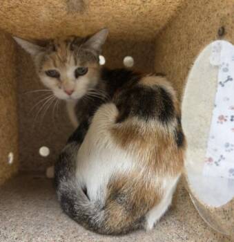 HARISSA -  Domestic Short Hair Cat for Adoption in Riverside, California - HARISSA | PetCurious