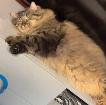 Jerry -  Siberian Cat for Adoption in Pompton Lakes, New Jersey - Jerry | PetCurious
