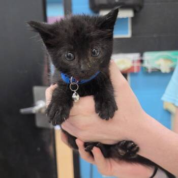 Little Red -  Domestic Short Hair Cat for Adoption in Ardmore, Oklahoma - Little Red | PetCurious