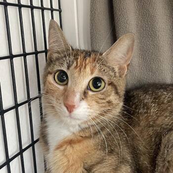 Labyrinth -  Domestic Short Hair Cat for Adoption in Chicago, Illinois - Labyrinth | PetCurious