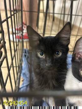 MICHAEL MEOWERS -  Domestic Medium Hair Cat for Adoption in West Palm Beach, Florida - MICHAEL MEOWERS | PetCurious