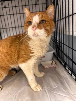 Rescue Domestic Short Hair Cats for Adoption in Pomona, New York - Cheshire | PetCurious