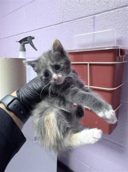 61136528 -  Domestic Medium Hair Cat for Adoption in El Paso, Texas - 61136528 | PetCurious