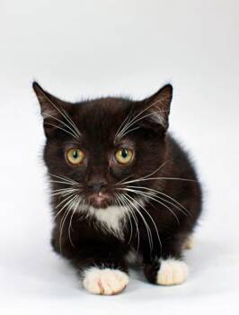 Julian -  Domestic Short Hair Cat Available for Adoption in Morton Grove, Illinois - Julian | PetCurious