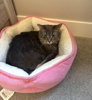 Lily -  Domestic Short Hair Cat for Adoption in Lincoln, Nebraska - Lily | PetCurious