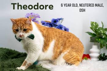 Theodore -  Domestic Short Hair Cat for Adoption in Sevierville, Tennessee - Theodore | PetCurious