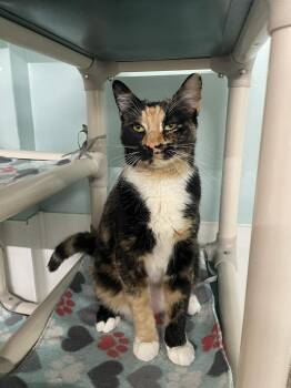 Domestic Short Hair Cats Available for Adoption in Rochester, New Hampshire - Hershey | PetCurious