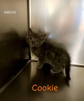 Cookie -  Domestic Short Hair Cat for Adoption in Burlington, Iowa - Cookie | PetCurious