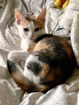 Maeve Woodcrest -  Domestic Short Hair Cat for Adoption in Philadelphia, Pennsylvania - Maeve Woodcrest | PetCurious